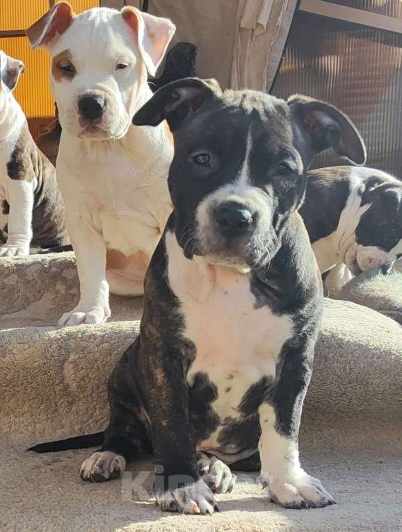 Собаки в Волхове: Щенок амстаффа Девочка, 80 000 руб. - фото 1