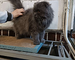 Кошки в Москве: Очень ласковвя кошка ищет дом Девочка, Бесплатно - фото 4