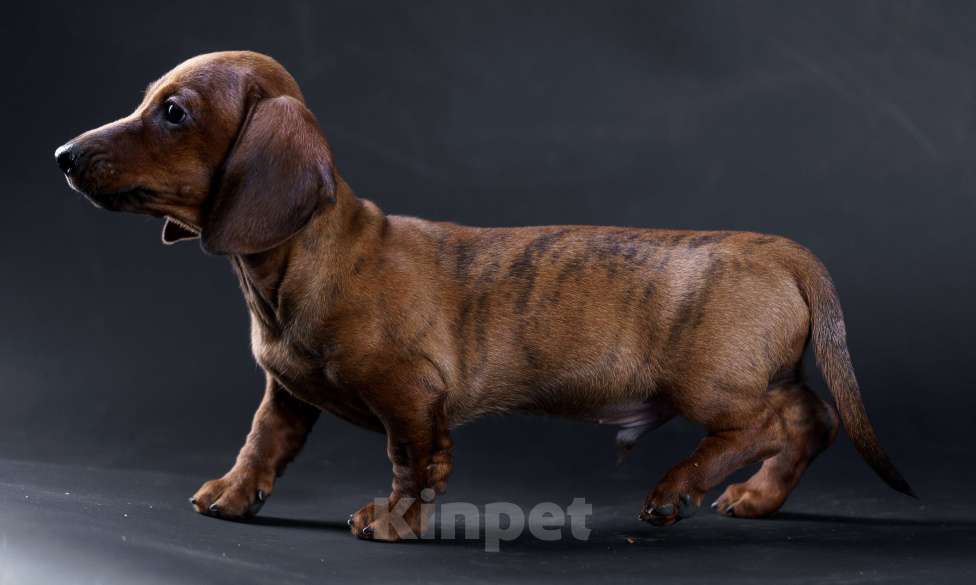 Собаки в Жуковском: Такса миниатюрная гладкошерстная Мальчик, 50 000 руб. - фото 5