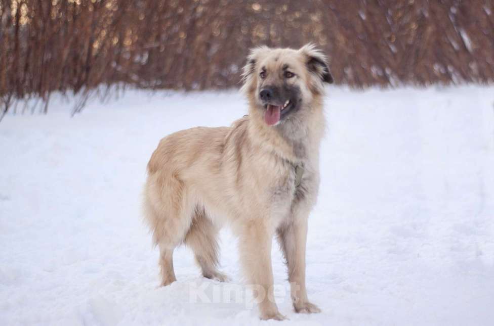 Собаки в Москве: Трогательный и нежный Оллин в добрые руки Мальчик, Бесплатно - фото 1