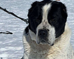 Собаки в Москве: Спасеныш из Сургута ищет свой дом Мальчик, Бесплатно - фото 1
