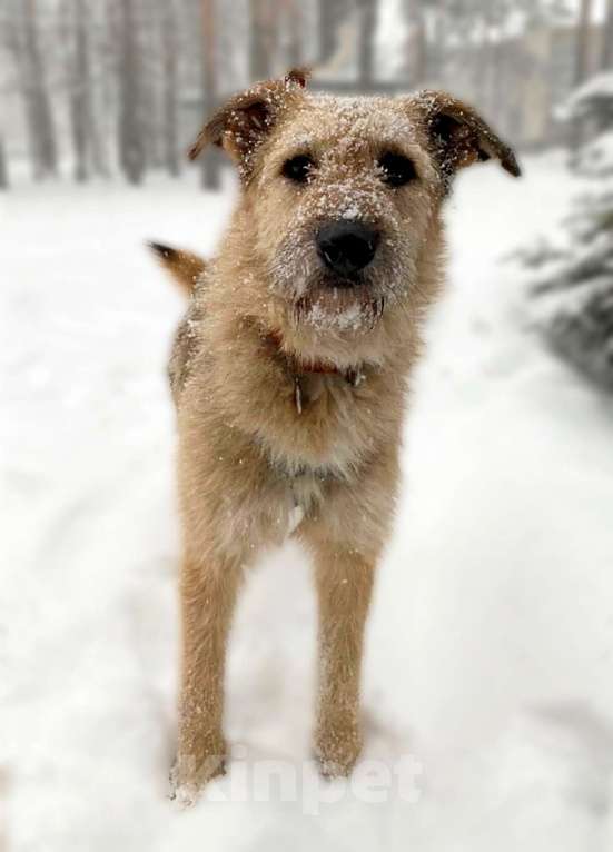 Собаки в Всеволожске: Альфа в поисках дома Девочка, Бесплатно - фото 1