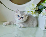 Кошки в Москве: Британский котенок ау11 Девочка, 80 000 руб. - фото 5