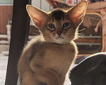 Кошки в других городах Московской области: Абиссинский котик  Мальчик, 75 000 руб. - фото 4
