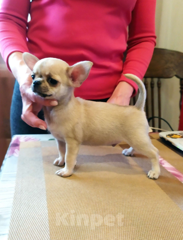 Собаки в Москве: супер мальчишка чихуахуа Мальчик, 50 000 руб. - фото 1