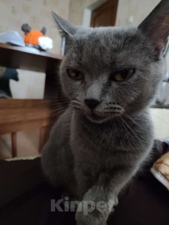 Кошки в Москве: Найдена кошка град Московский  Девочка, Бесплатно - фото 3