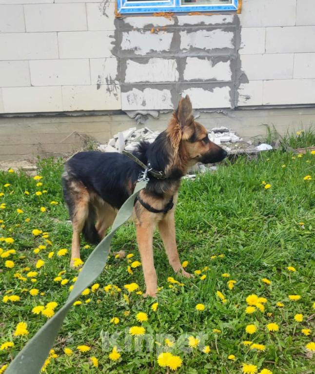 Собаки в Москве: Собака бесплатно. Москва и МО. Самсон. Мальчик, Бесплатно - фото 4
