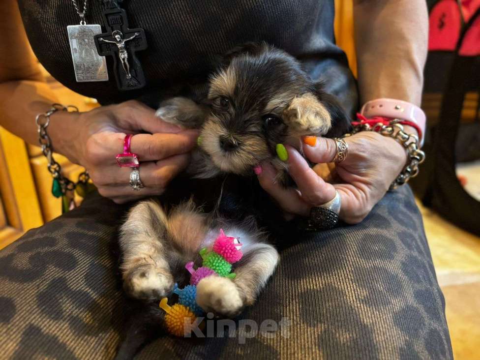 Собаки в Москве: Софи Девочка, 50 000 руб. - фото 6