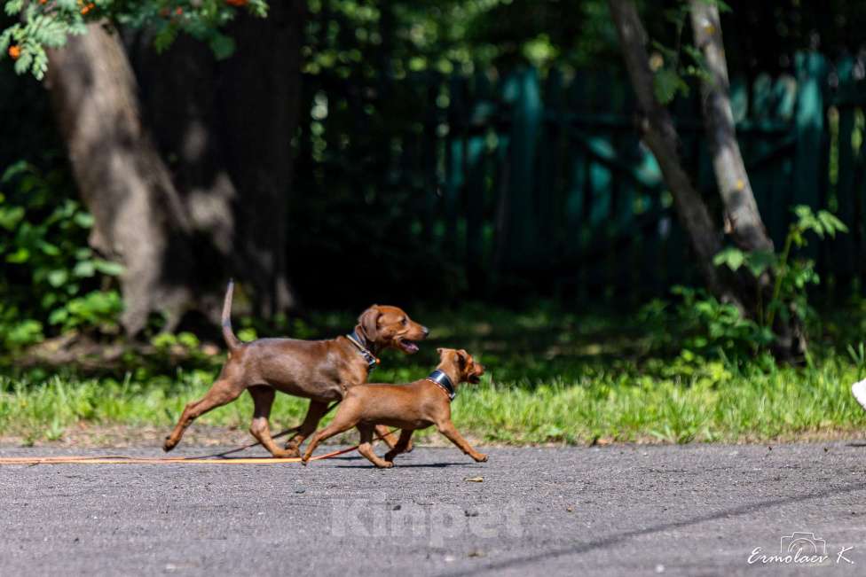 Собаки в Подольске: Щенок немецкого пинчера Девочка, 65 000 руб. - фото 4