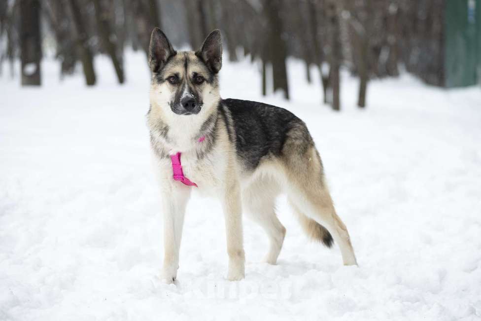 Собаки в Москве: Миролюбивая Айза в добрые руки Девочка, Бесплатно - фото 6