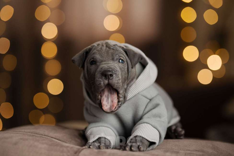 Собаки в Санкт-Петербурге: Тайский риджбек. Щенок Мальчик, 140 000 руб. - фото 2