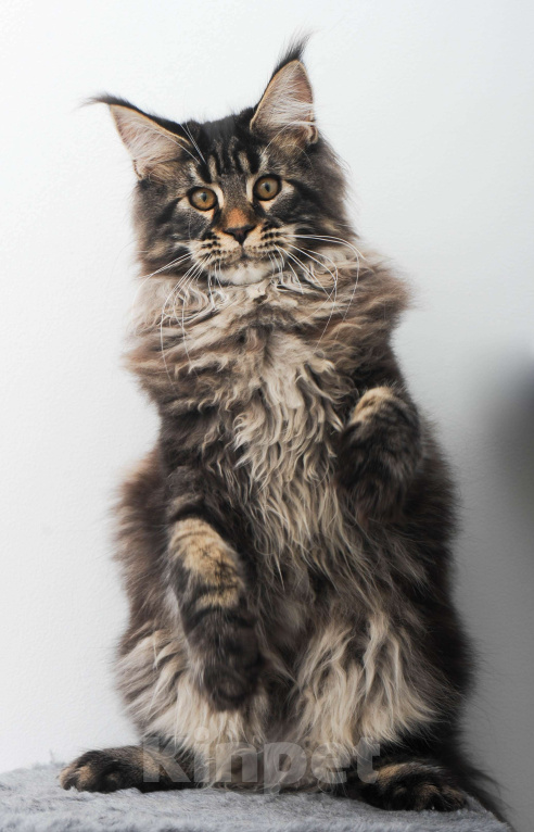 Кошки в Москве: Шубастый котенок мейн-кун  Мальчик, 70 000 руб. - фото 3