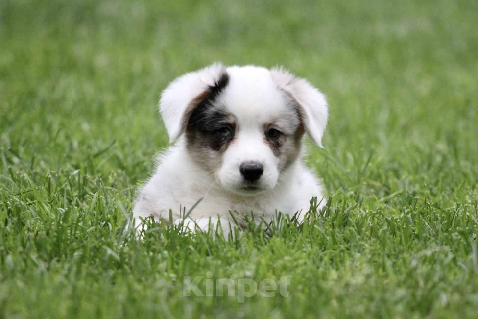 Собаки в Москве: Мальчик вельш корги кардиган Мальчик, Бесплатно - фото 3
