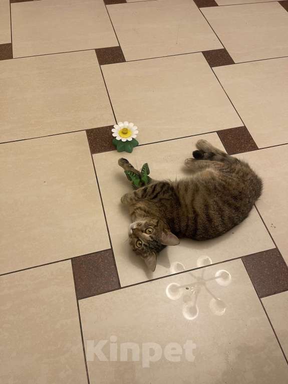 Кошки в других городах Московской области: Сливка Девочка, Бесплатно - фото 6