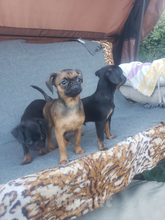 Собаки в Курске: Рыжий мальчик Мальчик, 55 руб. - фото 2