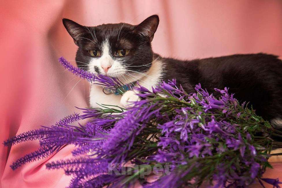 Кошки в Москве: Ласковая кошечка Мушка в добрые руки Девочка, Бесплатно - фото 7