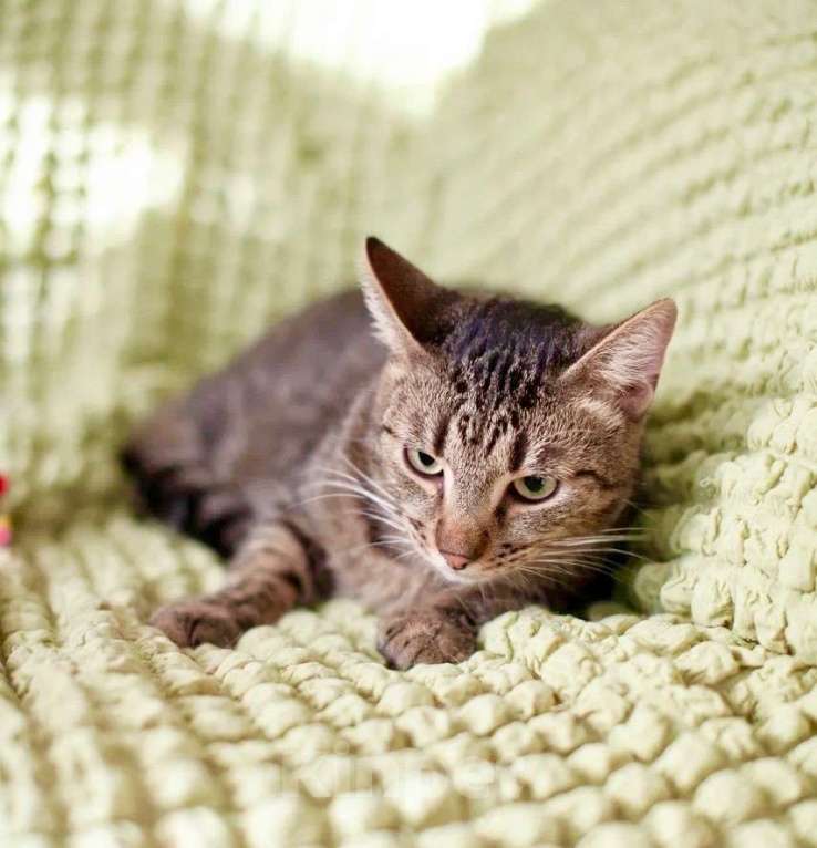 Кошки в Москве: Очаровательный котик Финик в добрые руки Мальчик, Бесплатно - фото 2