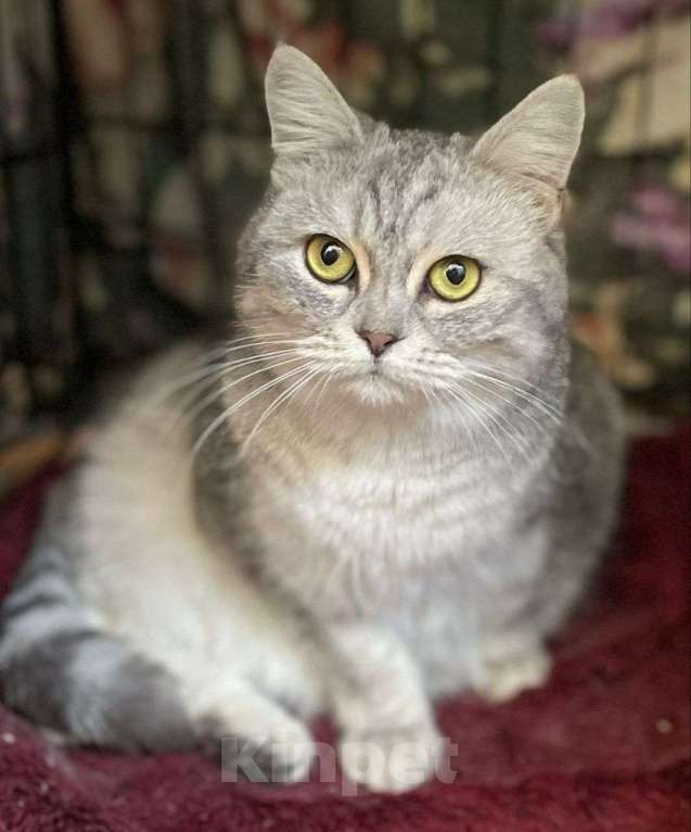Кошки в Москве: Шотландская вислоухая кошечка ищет дом Девочка, Бесплатно - фото 3