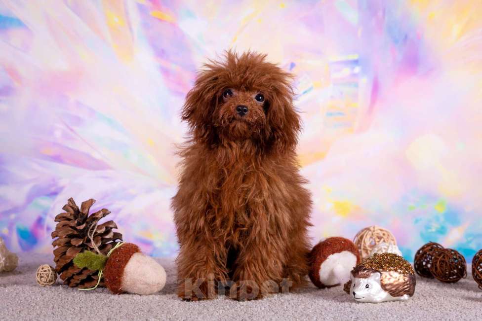 Собаки в Балашихе: Амур микро мальчик той-пудель Тедди тикап Мальчик, 250 000 руб. - фото 3