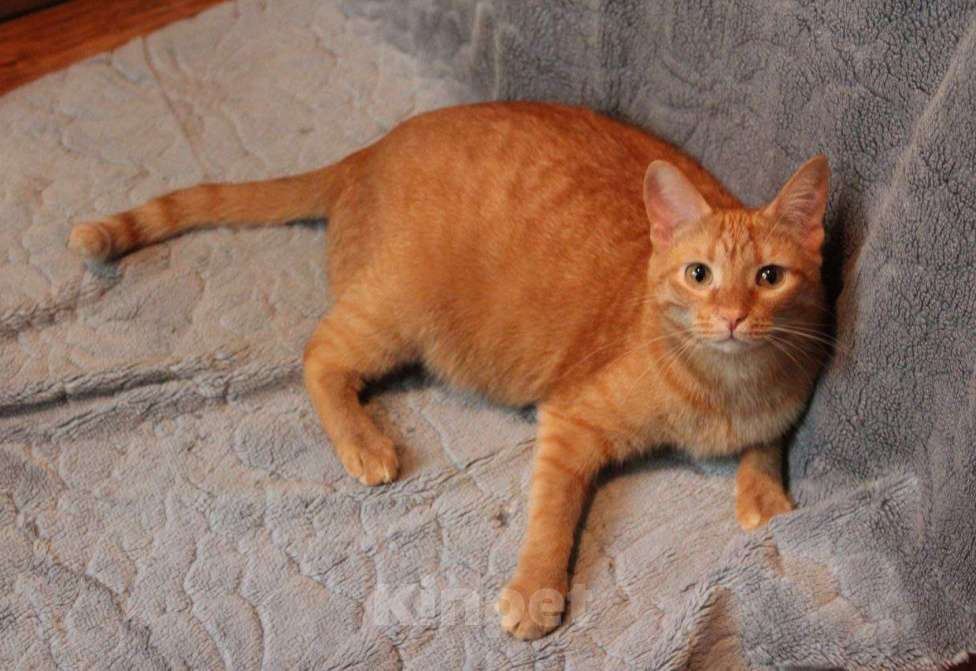 Кошки в Москве: Кот Руди ищет дом! Мальчик, Бесплатно - фото 2
