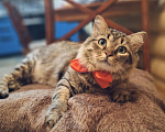 Кошки в Москве: Кот в добрые руки Мальчик, Бесплатно - фото 3