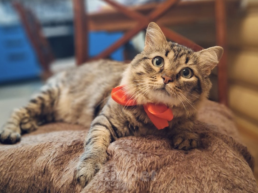 Кошки в Москве: Кот в добрые руки Мальчик, Бесплатно - фото 3