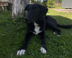 Собаки в Тосно: Ласковая дворняга в добрые руки Девочка, Бесплатно - фото 2