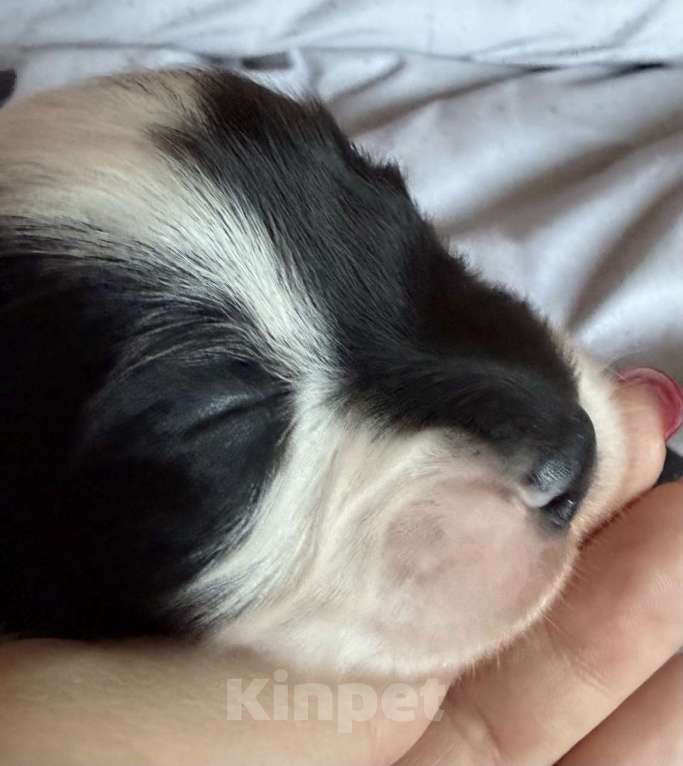 Собаки в других городах Новосибирской области: Щенки австралийской овчарки Мальчик, Бесплатно - фото 9