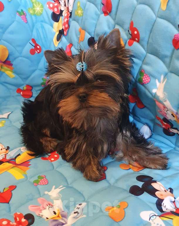 Собаки в Москве: Щенки йоркширского терьера Мальчик, 45 000 руб. - фото 1