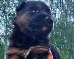 Собаки в других городах Владимирской области: Высокопородные щенки немецкой овчарки от титулованных родителей Мальчик, 75 000 руб. - фото 5