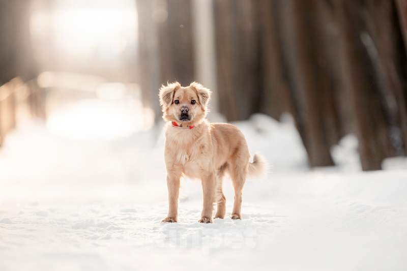 Собаки в Москве: Маленькая метис спаниеля Эльза в добрые руки Девочка, Бесплатно - фото 2