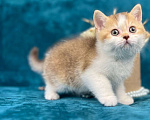Кошки в Люберцах: Британский котенок Девочка, 55 000 руб. - фото 1