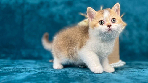 Объявление: Британский котенок, 55 000 руб., Люберцы