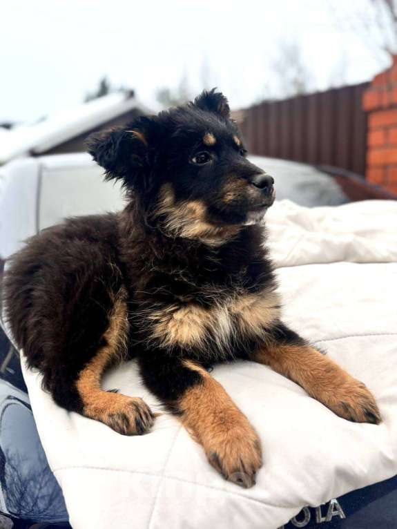 Собаки в Подольске: Щенок 3х месяцев Ланча в добрые руки Девочка, Бесплатно - фото 2