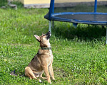 Собаки в Санкт-Петербурге: Щенок фантастической красоты Девочка, Бесплатно - фото 7