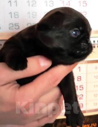 Собаки в Москве: черный мальчик пти брабансона Мальчик, 40 000 руб. - фото 2