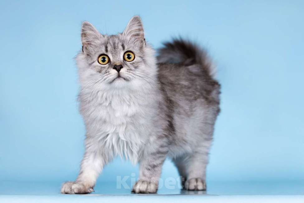 Кошки в Москве: Котята редких окрасов в добрые руки Мальчик, 1 руб. - фото 1