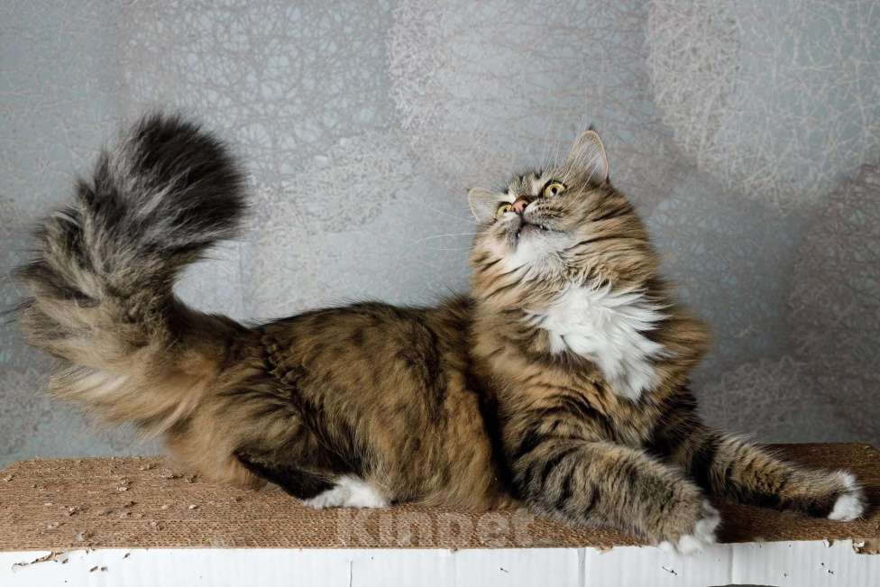 Кошки в Москве: Сибирская кошка-красавица Алиса в дар Девочка, 1 руб. - фото 4