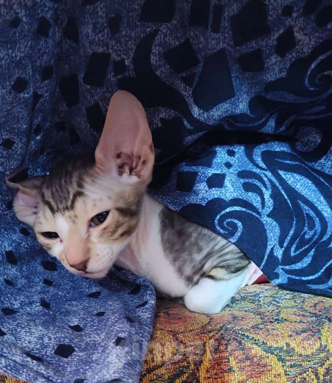 Кошки в Новочебоксарске: Продаю котёнка Корниш-рекс Мальчик, 23 000 руб. - фото 2