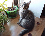 Кошки в Уфе: Котик Мейн кун, 3 мес., ищет новую семью Мальчик, 50 000 руб. - фото 1