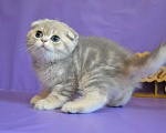 Кошки в Зеленограде: Вислоухий, лиловый мраморный мальчик Мальчик, 40 000 руб. - фото 2