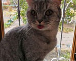 Кошки в Усть-Лабинске: Отдам в добрые руки Девочка, Бесплатно - фото 1