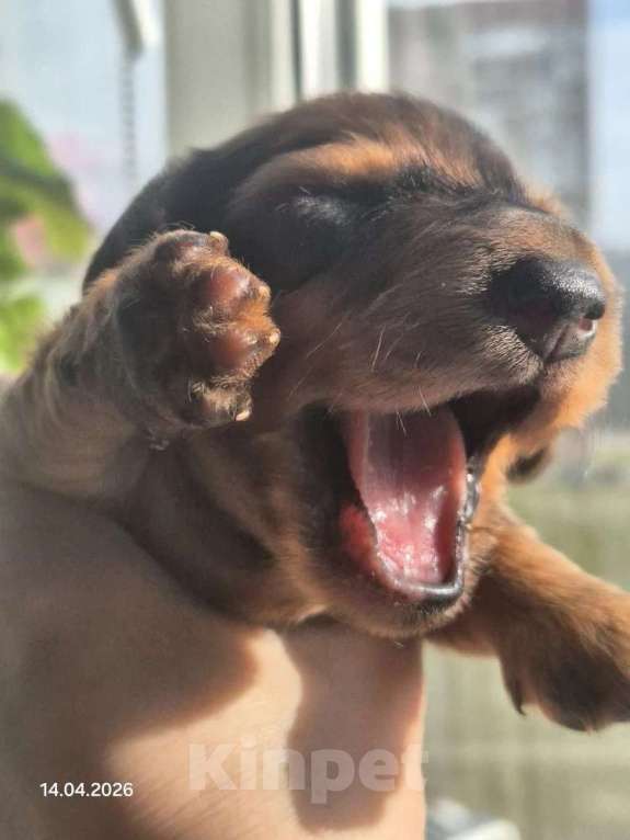 Собаки в Санкт-Петербурге: Карликовая такса длш мальчик мраморный Мальчик, Бесплатно - фото 4