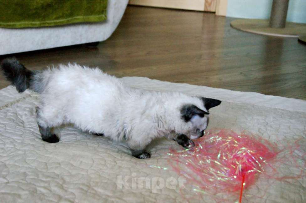 Кошки в Москве: Кудрявый котенок веселая Ялта  Девочка, Бесплатно - фото 3