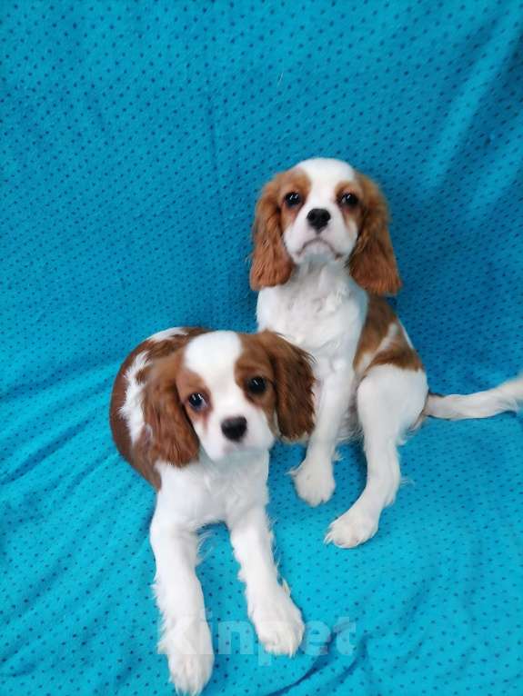 Собаки в Москве: Кавалер кинг Чарльз спаниель 4 мес щенки Мальчик, 80 000 руб. - фото 2
