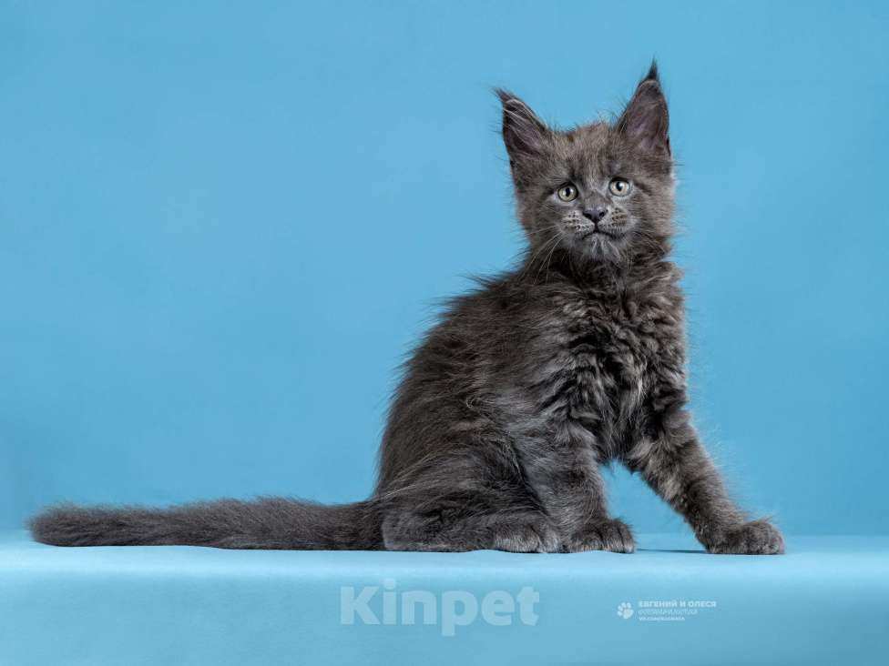 Кошки в Санкт-Петербурге: Мейн-кун Енисей Мальчик, Бесплатно - фото 3