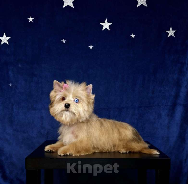 Собаки в Москве: Голубоглазый йорк мини девочка рыжая Девочка, 90 000 руб. - фото 7