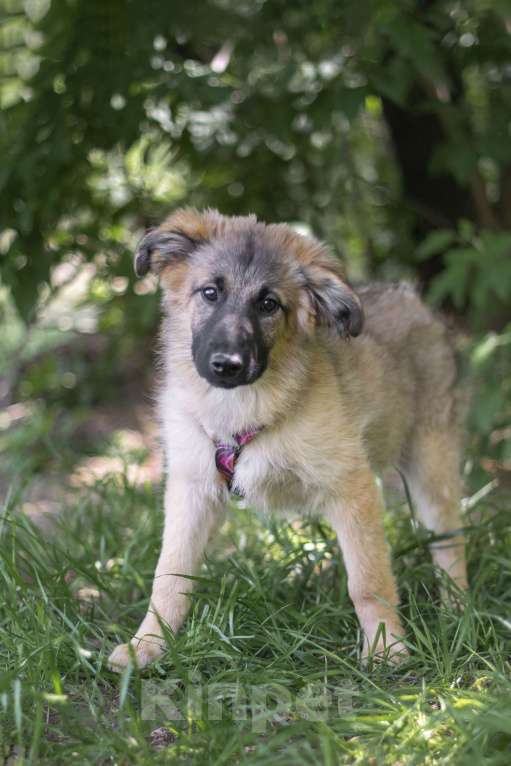 Собаки в Москве: красивый щенок в добрые руки Мальчик, Бесплатно - фото 3