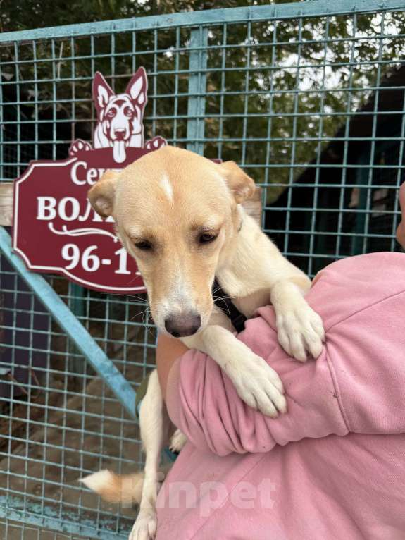 Собаки в Москве: Щенок Мими нежная крошка Девочка, Бесплатно - фото 6