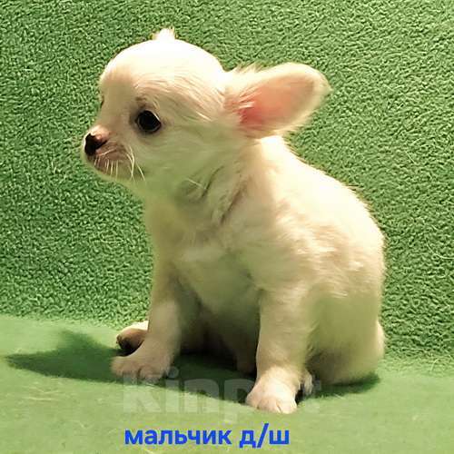 Собаки в Москве: Очаровательный щенок чихуахуа. Мальчик, 30 000 руб. - фото 6